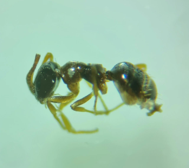 Plagiolepis