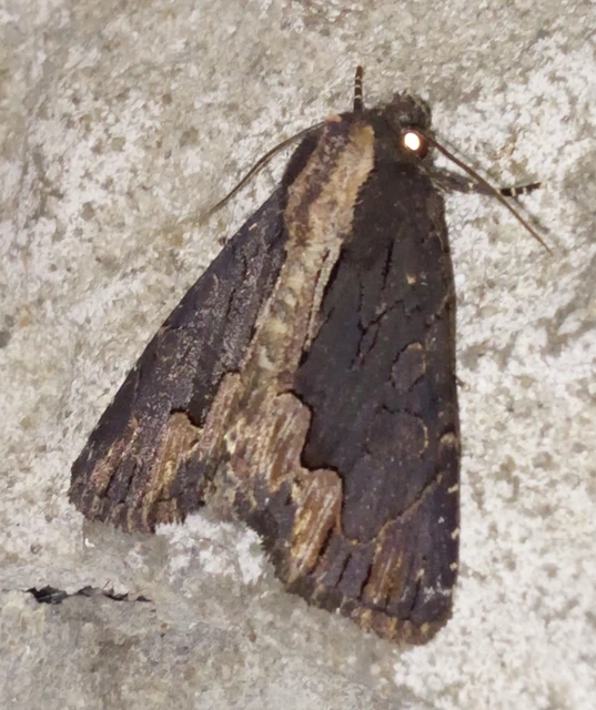 Dypterygia scabriuscula - szurokbarna nyáribagoly