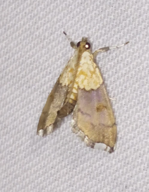 Agrotera nemoralis - ligeti tűzmoly