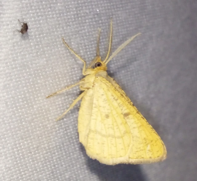 Tephrina arenacearia - lucerna-araszoló