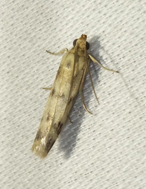 Homoeosoma sinuella - agyagsárga karcsúmoly