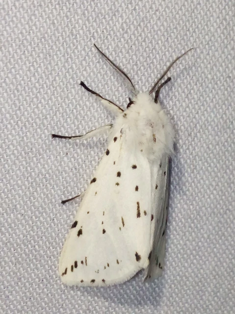 Spilosoma lubricipedum - tejszínű medvelepke