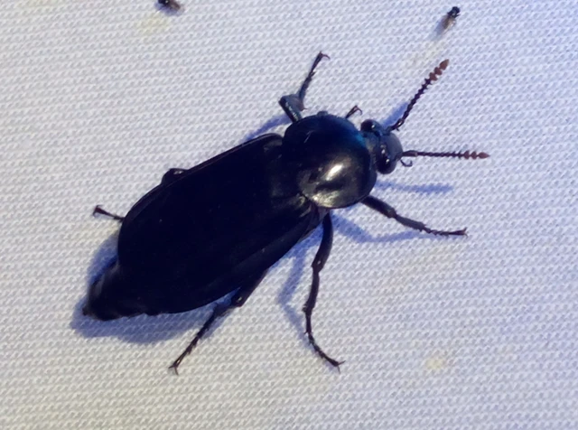 Necrodes littoralis - nagy dögbogár