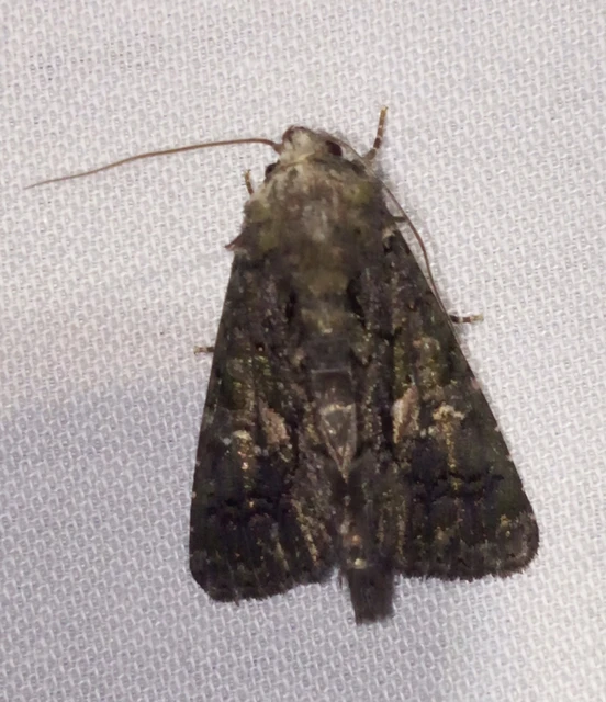 Anophia leucomelas - déli folyófűbagoly Anophia leucomelas - déli folyófűbagoly