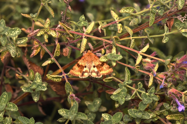 Heliothis viriplaca - mácsonyabagoly