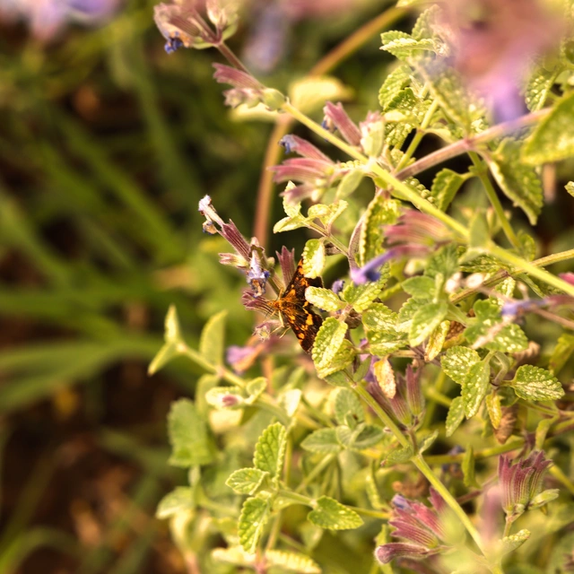 Pyrausta aurata - aranyló bíbormoly