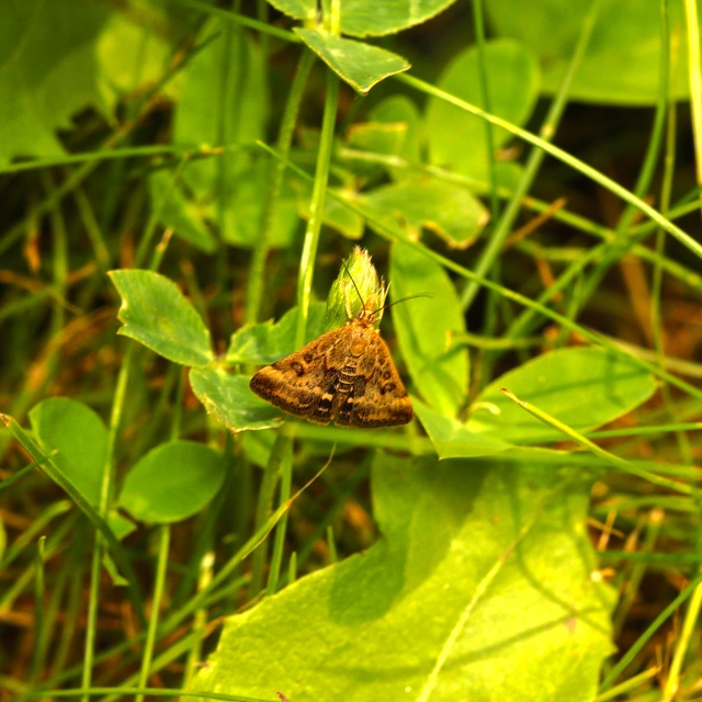 Pyrausta despicata - réti bíbormoly