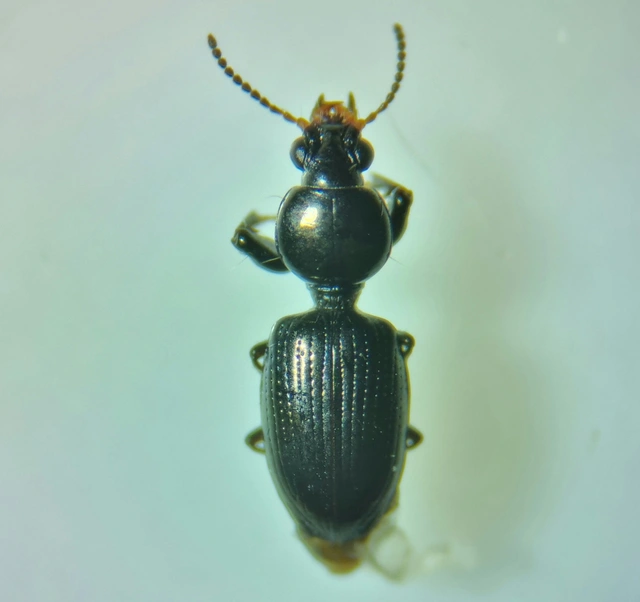 Dyschirius aeneus - közönséges ásófutó