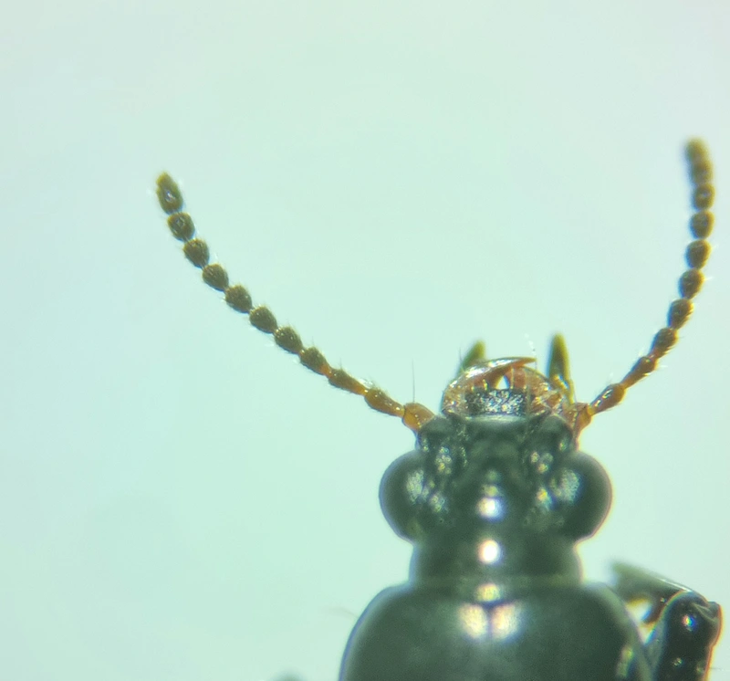 Dyschirius aeneus - közönséges ásófutó
