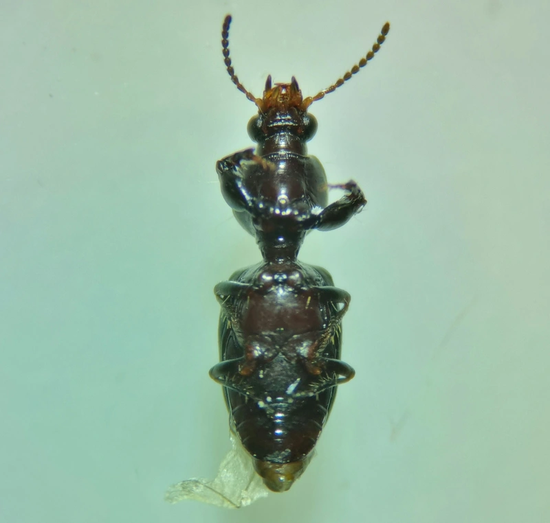 Dyschirius aeneus - közönséges ásófutó