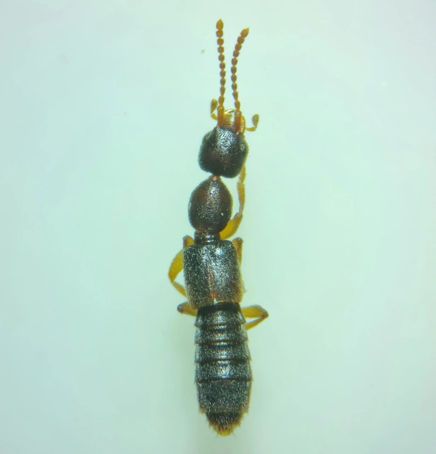 Scopaeus laevigatus - közönséges turzásholyva
