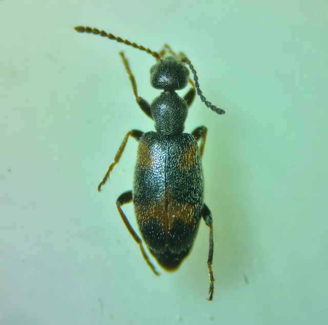Anthicus antherinus - közönséges fürgebogár