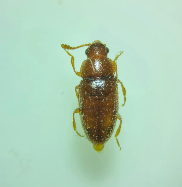 Cryptophilus integer - halvány szőröstarbogár