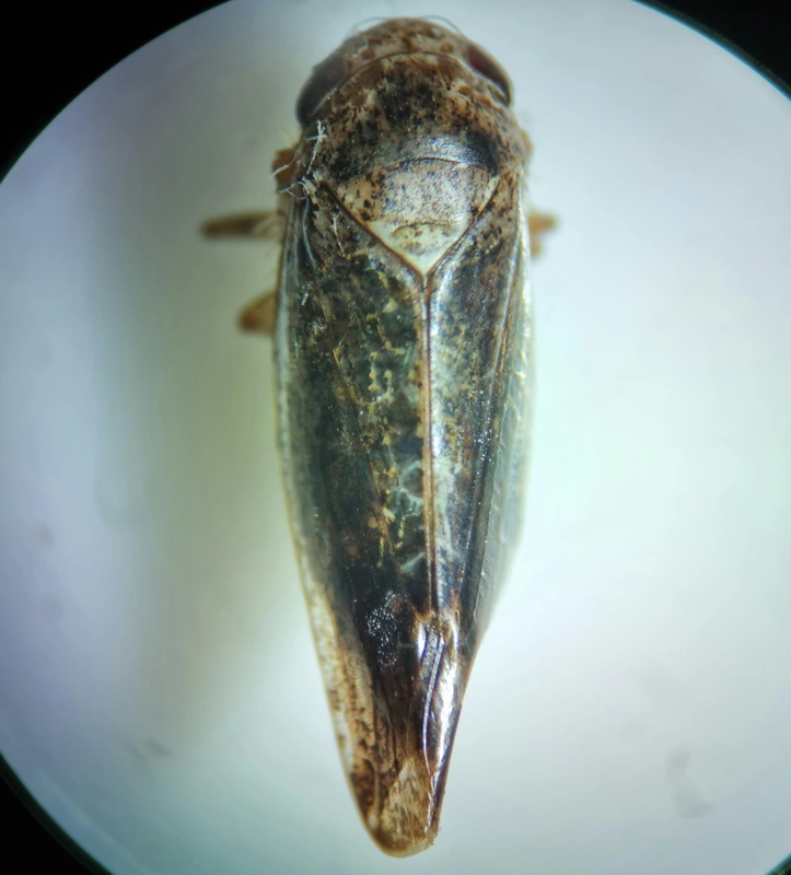 Allygidius atomarius