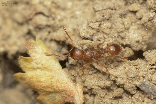 Myrmica specioides - pusztai bütyköshangya