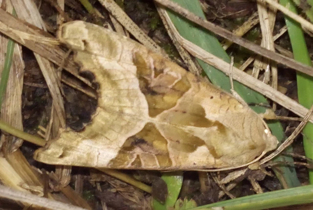 Phlogophora meticulosa - vándorló csipkésbagoly