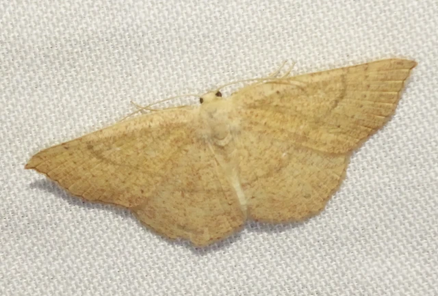 Cyclophora ruficiliaria - vörösrojtú pettyesaraszoló