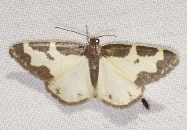 Lomaspilis marginata - szegélyes nyárfaaraszoló