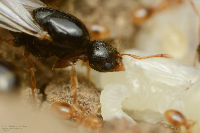 Solenopsis fugax - tolvajhangya