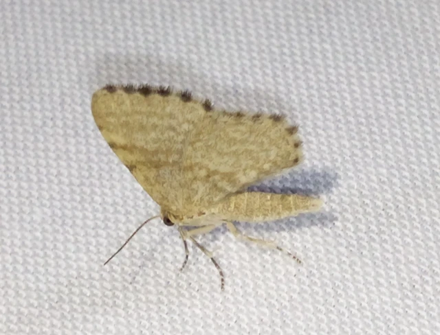 Euchoeca nebulata - barnás égeraraszoló