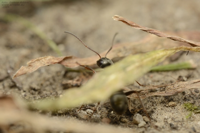 Formica fusca - kormos rabszolgahangya