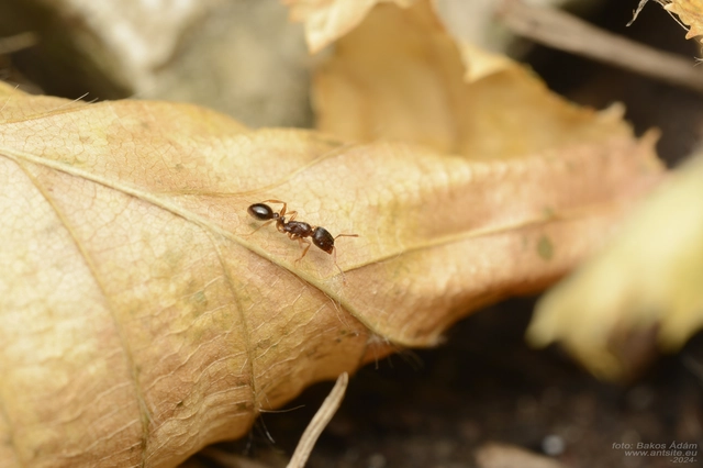 Tetramorium