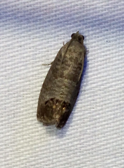 Cydia pomonella - almamoly
