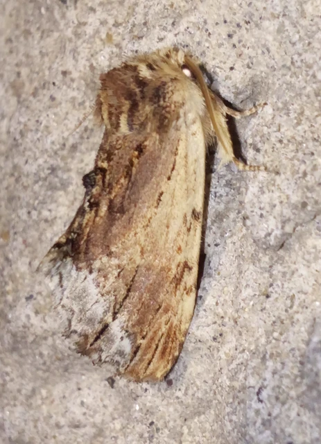 Ptilodon cucullina - csuklyás púposszövő