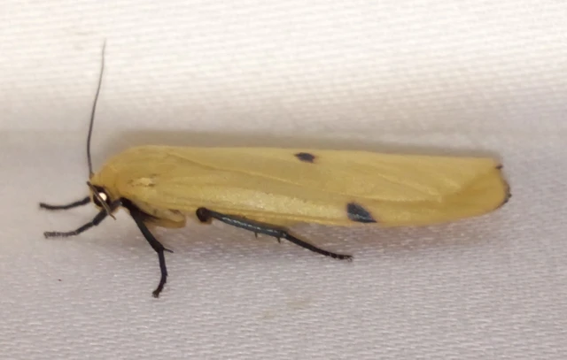 Lithosia quadra - négypettyes zuzmószövő