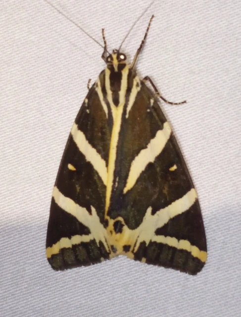 Euplagia quadripunctaria - csíkos medvelepke