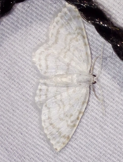 Asthena albulata - gyertyán-fehéraraszoló