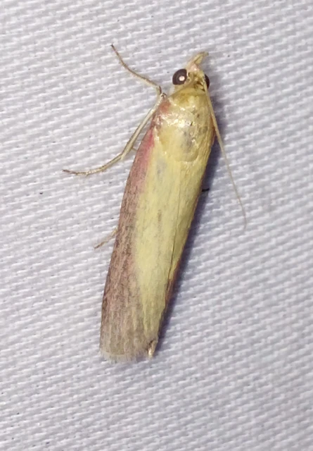 Oncocera semirubella - lucernamoly