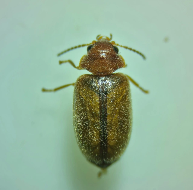 Scirtidae - rétbogárfélék