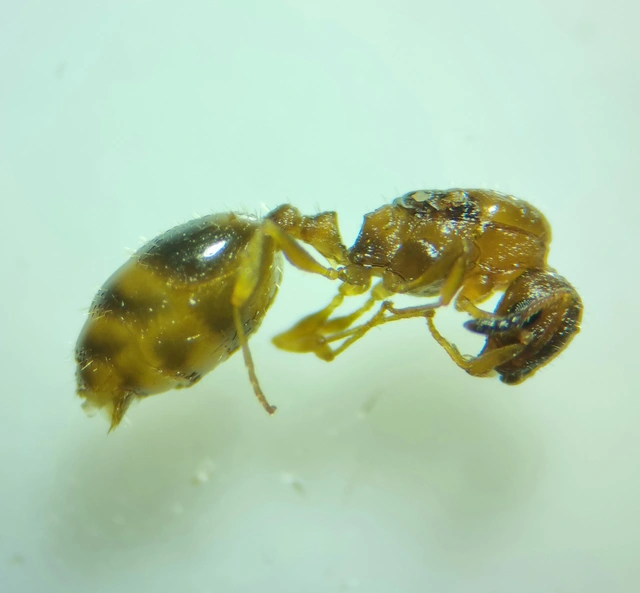 Temnothorax unifasciatus - gyűrűs kéreghangya