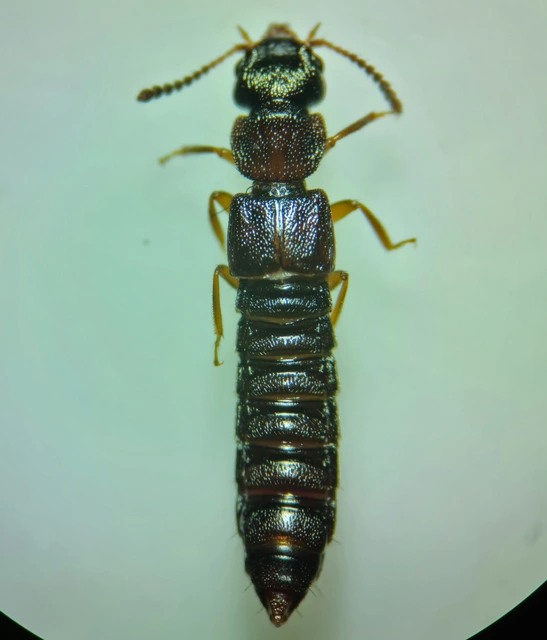 Anotylus rugosus - rovátkáshátú korhóholyva Anotylus rugosus - rovátkáshátú korhóholyva