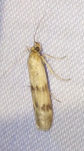 Homoeosoma sinuella - agyagsárga karcsúmoly