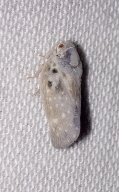 Metcalfa pruinosa - amerikai lepkekabóca