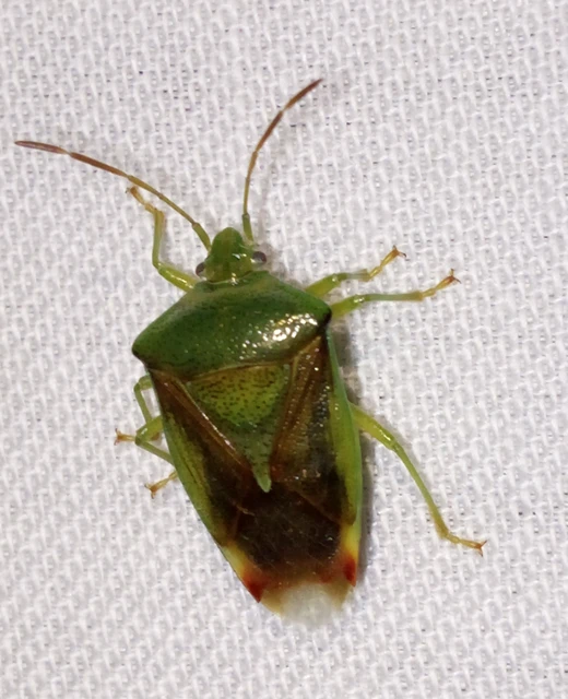 Elasmostethus Elasmostethus