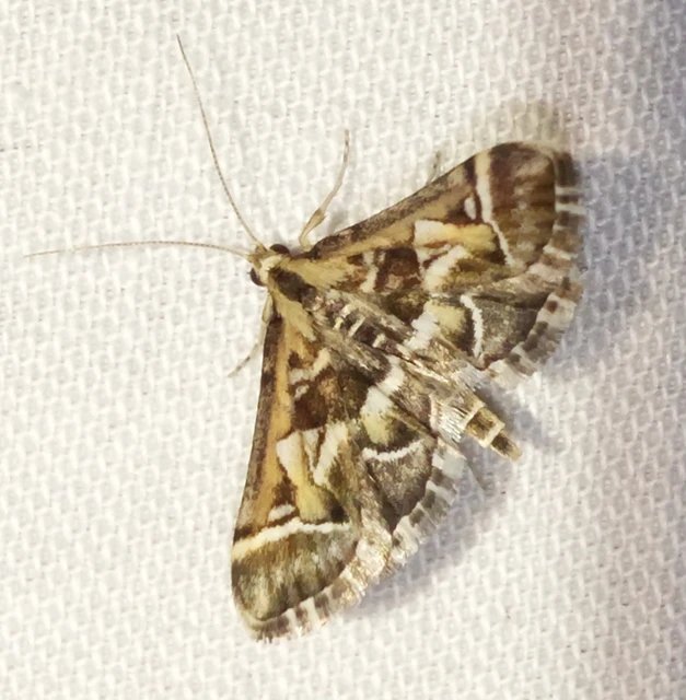 Diasemia reticularis - betűmintás tűzmoly