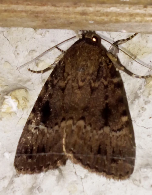 Amphipyra berbera/pyramidea