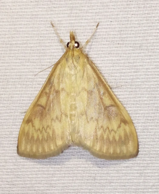 Ostrinia nubilalis - kukoricamoly