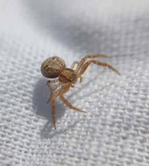 Xysticus