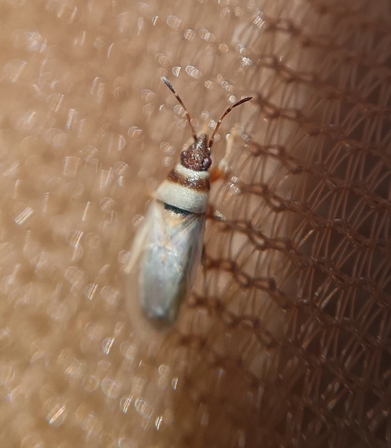 Oxycarenus pallens - fakó bodobács