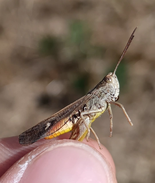 Chorthippus brunneus - közönséges tarlósáska