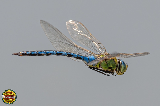 Anax imperator - zöld óriásacsa