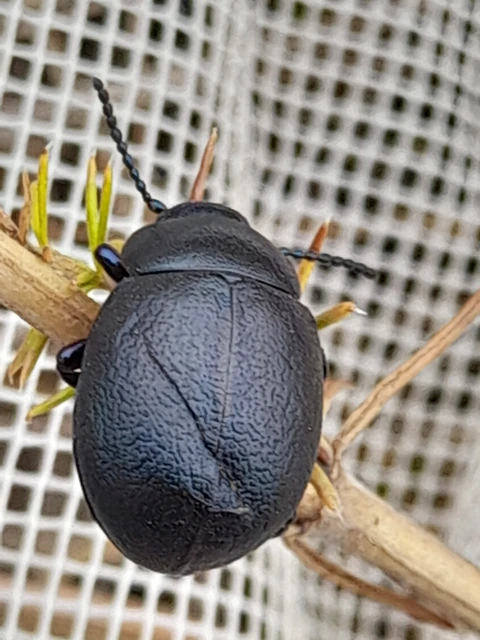 Timarcha goettingensis - kékes gyaloglevelész
