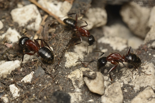 Camponotus ligniperda - faodvasító lóhangya