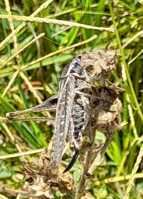 Platycleis