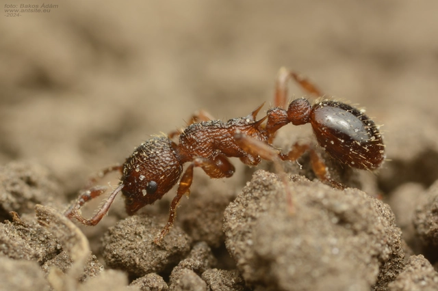 Myrmica specioides - pusztai bütyköshangya