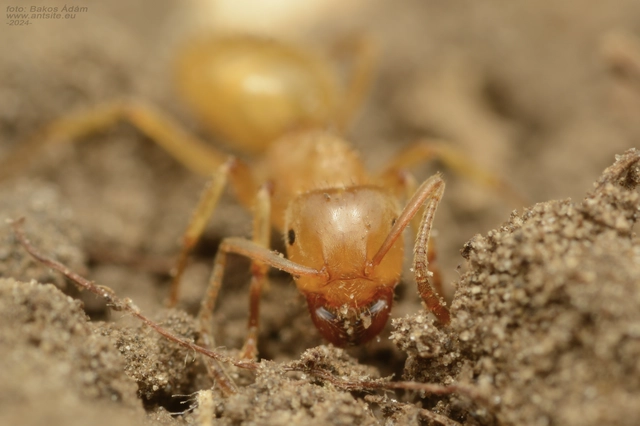 Lasius umbratus - berki borostyánhangya